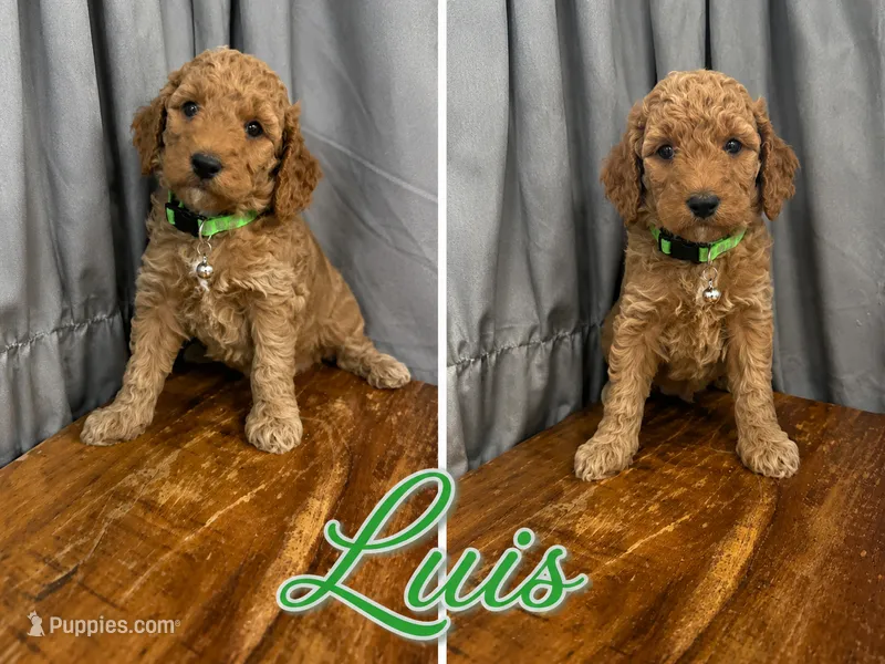  Luis AKC Medium - Moyen 20-30lbs – Poodle - Standard  puppy for sale in Central, CA