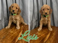  Luis AKC Medium - Moyen 20-30lbs, a male Poodle - Standard  for sale in Central, CA – 1 of 6