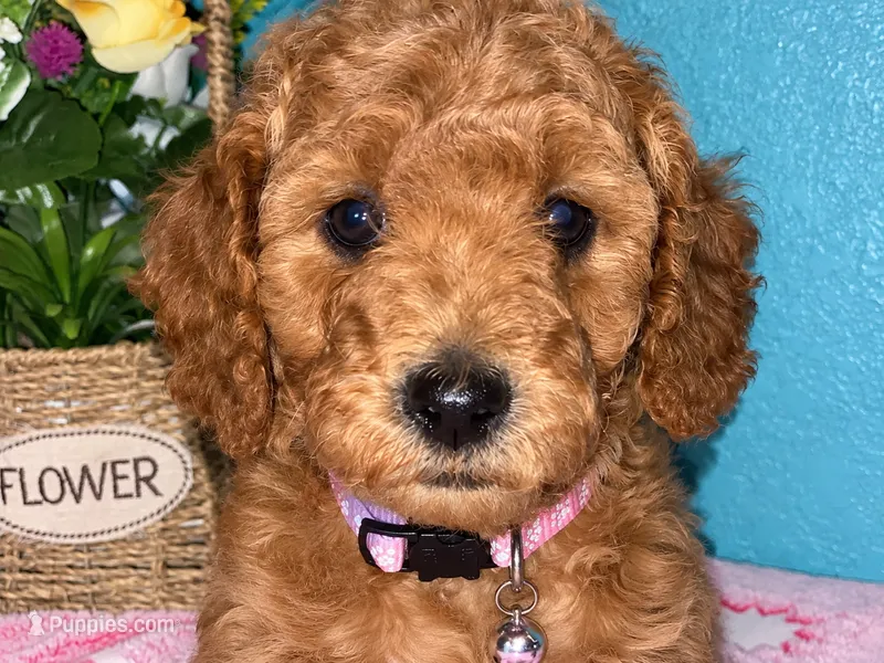 MIA AKC Medium Moyen 20-27lbs – Poodle - Standard  puppy for sale in Central, CA