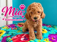 Mia AKC DELIVERY AVAILABLE- READY NOW, a female Poodle - Miniature  for sale in Central, CA – 4 of 6