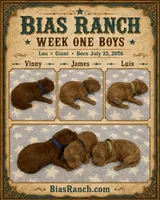 Vinny AKC Poodle, a male Poodle - Miniature  for sale in Central, CA – 2 of 3