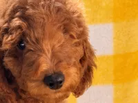Crate trained-Moyen older pup VERONICA, a female Poodle - Standard  for sale in Central, CA – 1 of 4