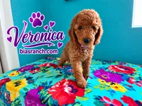 Veronica AKC  DELIVERY AVAILABLE , a female Poodle - Standard  for sale in Central, CA – 4 of 6