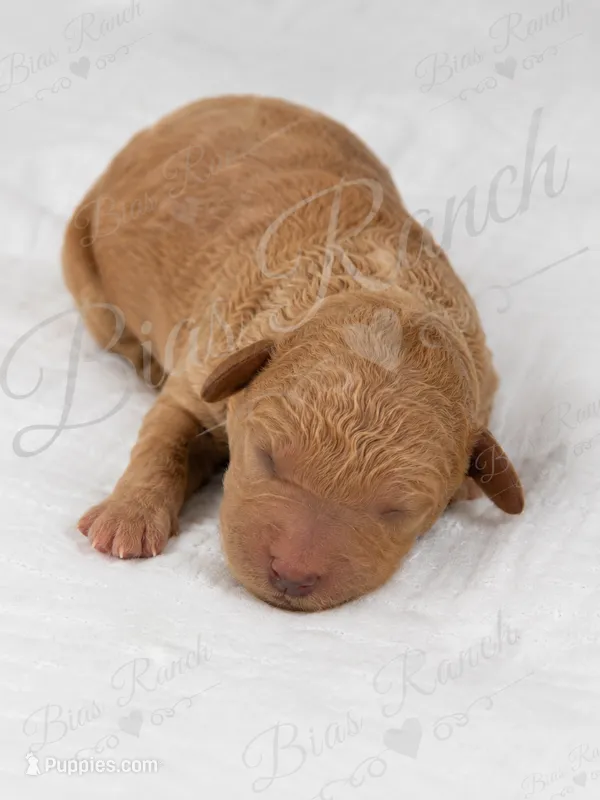 Ruby AKC Medium Moyen – Poodle - Standard  puppy for sale in Central, CA