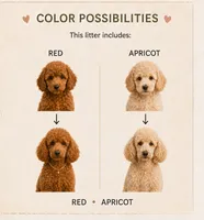 Ricky AKC Large Mini, a male Poodle - Miniature  for sale in Central, CA – 3 of 3