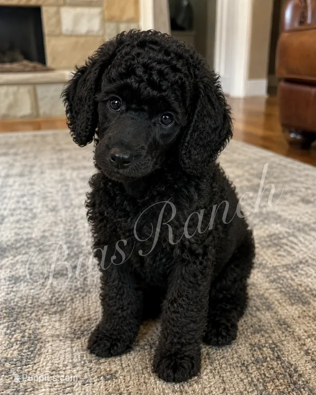 Medium – Poodle - Miniature  puppy for sale in Central, CA