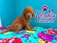 Veronica AKC  DELIVERY AVAILABLE , a female Poodle - Standard  for sale in Central, CA – 5 of 6