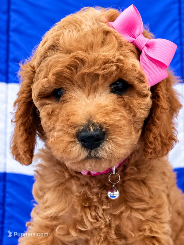 MIA  AKC - READY TO GO  – Poodle - Miniature  puppy for sale in Central, CA