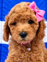 MIA  AKC - READY TO GO , a female Poodle - Miniature  for sale in Central, CA – 1 of 5