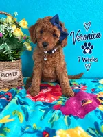 Veronica READY TO GO HOME SUNDAY, a female Poodle - Standard  for sale in Central, CA – 10 of 10