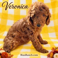 Crate trained-Moyen older pup VERONICA, a female Poodle - Standard  for sale in Central, CA – 2 of 4