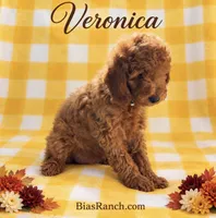 Veronica – AKC Red Moyen – Crate Trained & Ready, a female Poodle - Standard  for sale in Terra Bella, CA – 2 of 3