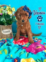 Veronica READY TO GO HOME SUNDAY, a female Poodle - Standard  for sale in Central, CA – 5 of 10