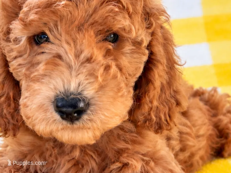 Crate trained-older pup READY MIA – Poodle - Miniature  puppy for sale in Central, CA