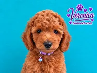 Veronica AKC  DELIVERY AVAILABLE , a female Poodle - Standard  for sale in Central, CA – 1 of 6