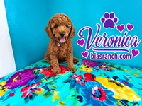 Veronica AKC  DELIVERY AVAILABLE , a female Poodle - Standard  for sale in Central, CA – 2 of 6