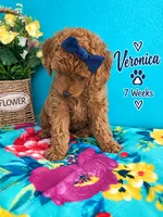 Veronica READY TO GO HOME SUNDAY, a female Poodle - Standard  for sale in Central, CA – 4 of 10