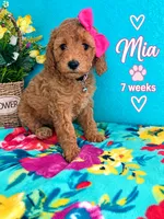 MIA AKC READY SUNDAY, a female Poodle - Miniature  for sale in Central, CA – 2 of 10