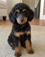  Lou, a  Poodle - Miniature  for sale in Central, CA – 1 of 1