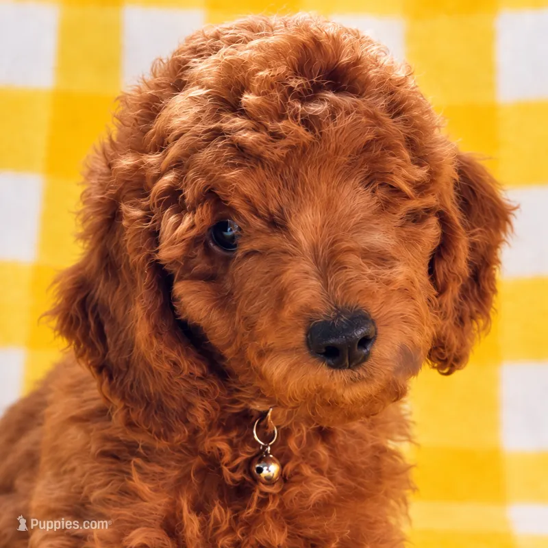 Veronica – AKC Red Moyen – Crate Trained & Ready – Poodle - Standard  puppy for sale in Terra Bella, CA