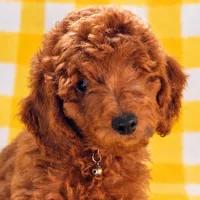 Veronica – AKC Red Moyen – Crate Trained & Ready, a female Poodle - Standard  for sale in Terra Bella, CA – 1 of 3