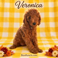 Crate trained-Moyen older pup VERONICA, a female Poodle - Standard  for sale in Central, CA – 3 of 4