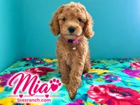 Mia AKC DELIVERY AVAILABLE- READY NOW, a female Poodle - Miniature  for sale in Central, CA – 3 of 6