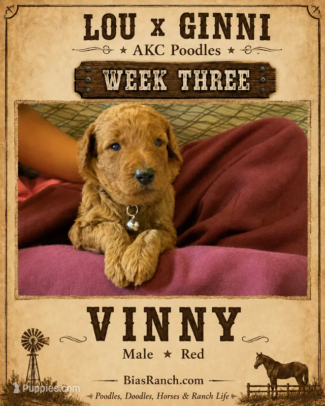 Vinny AKC medium Moyen  – Poodle - Standard  puppy for sale in Central, CA