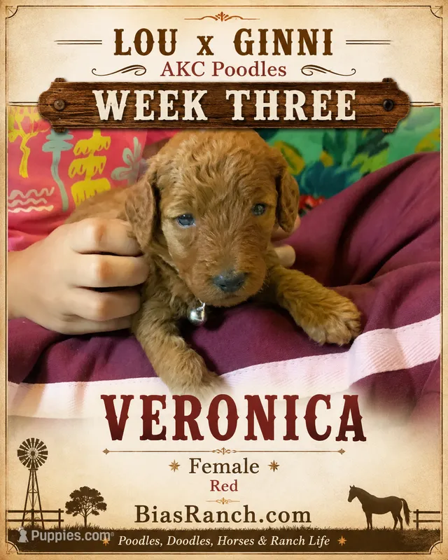 Moyen AKC poodle  – Poodle - Standard  puppy for sale in Central, CA