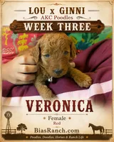 Moyen AKC poodle , a female Poodle - Standard  for sale in Central, CA – 1 of 1