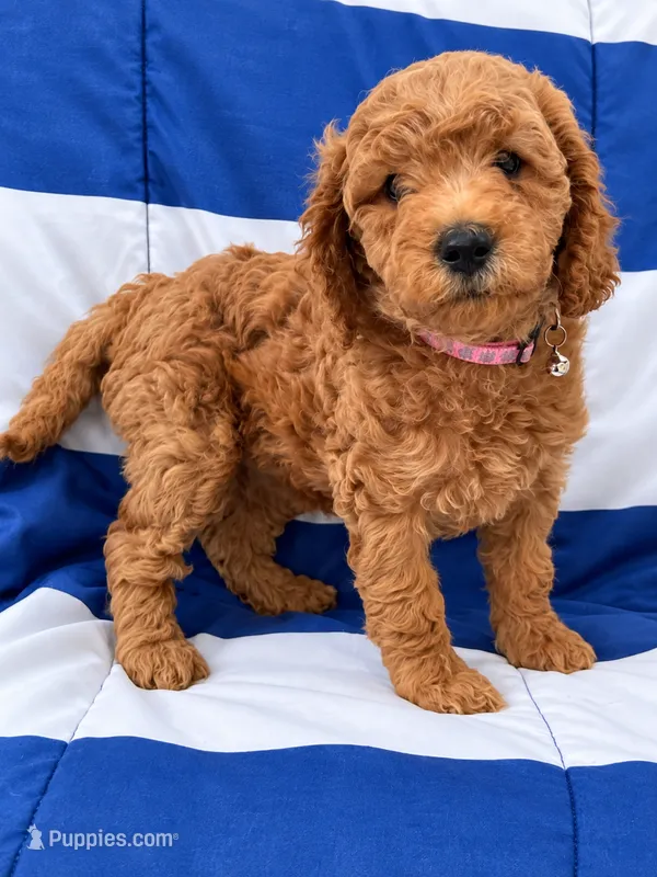 MIA  AKC - READY TO GO LARGE MINI/MOYEN – Poodle - Miniature  puppy for sale in Central, CA