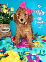 MIA AKC READY SUNDAY, a female Poodle - Miniature  for sale in Central, CA – 3 of 10