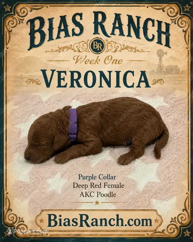 Veronica AKC  Medium Moyen – Poodle - Standard  puppy for sale in Central, CA