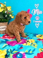 MIA AKC READY SUNDAY, a female Poodle - Miniature  for sale in Central, CA – 9 of 10