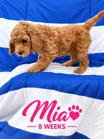 MIA  AKC - READY TO GO , a female Poodle - Miniature  for sale in Central, CA – 3 of 5