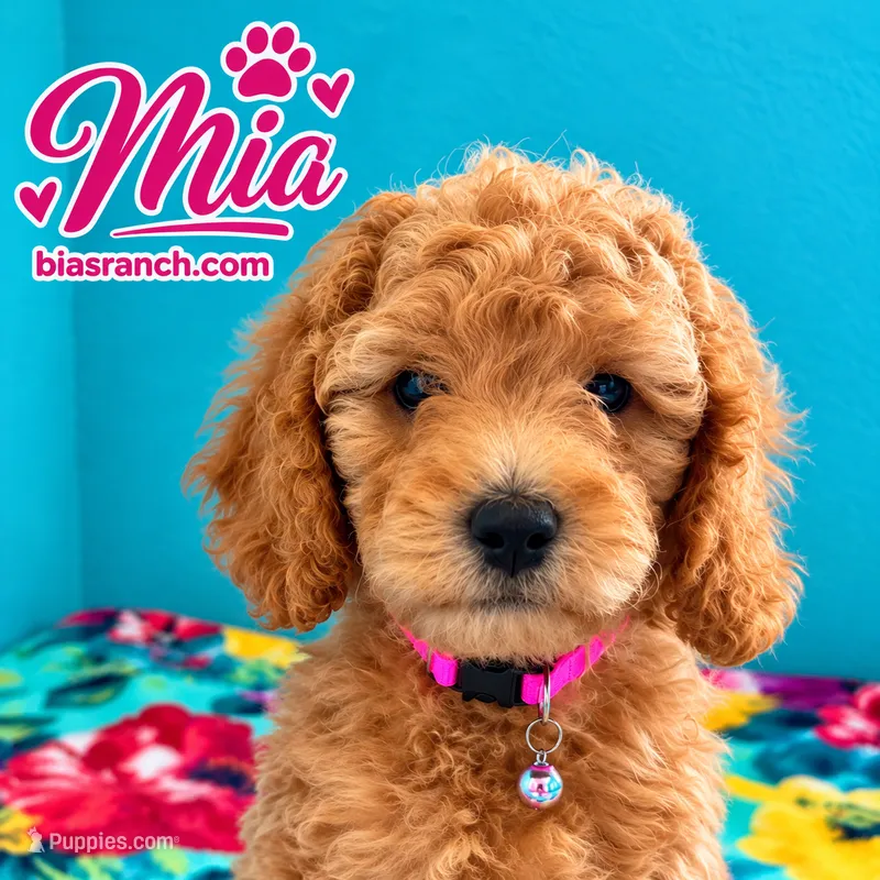 Mia AKC DELIVERY AVAILABLE- READY NOW – Poodle - Miniature  puppy for sale in Central, CA