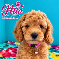 Mia AKC DELIVERY AVAILABLE- READY NOW, a female Poodle - Miniature  for sale in Central, CA – 1 of 6