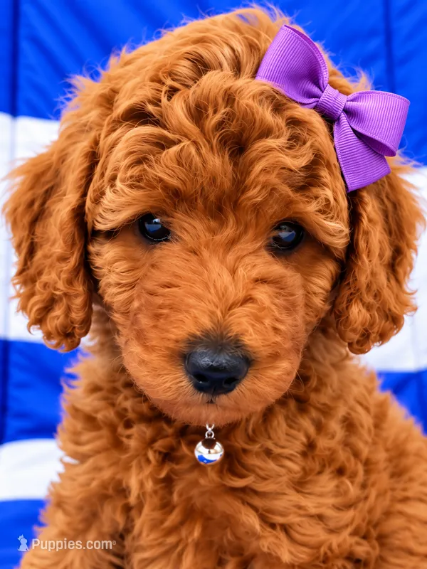 AKC Veronica - Ready to Go Home – Poodle - Standard  puppy for sale in Central, CA