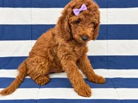 Veronica – AKC Red-Crate Trained & Ready, a female Poodle - Miniature  for sale in Terra Bella, CA – 3 of 3