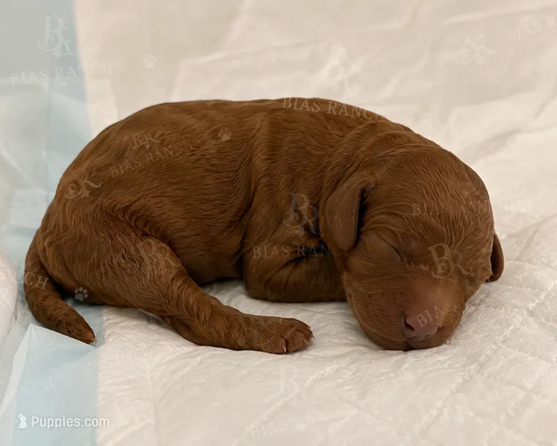 Vinny - AKC  Large mini – Poodle - Miniature  puppy for sale in Central, CA