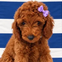 AKC Veronica- Delivery available older puppy - crate trained & READY, a female Poodle - Miniature  for sale in Terra Bella, CA – 1 of 2