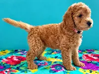 Mia AKC DELIVERY AVAILABLE- READY NOW, a female Poodle - Miniature  for sale in Central, CA – 5 of 6