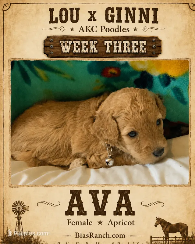 Ava AKC Medium/moyen 20-30 lbs – Poodle - Miniature  puppy for sale in Central, CA