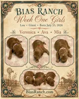 Ava AKC Medium Moyen, a female Poodle - Standard  for sale in Central, CA – 3 of 4