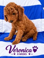 AKC Veronica - Ready to Go Home, a female Poodle - Standard  for sale in Central, CA – 2 of 3
