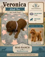 Veronica Medium/Moyen AKC poodle , a female Poodle - Miniature  for sale in Central, CA – 1 of 2