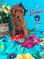 Veronica READY TO GO HOME SUNDAY, a female Poodle - Standard  for sale in Central, CA – 3 of 10
