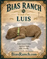  Luis AKC Medium - Moyen, a male Poodle - Standard  for sale in Central, CA – 1 of 5