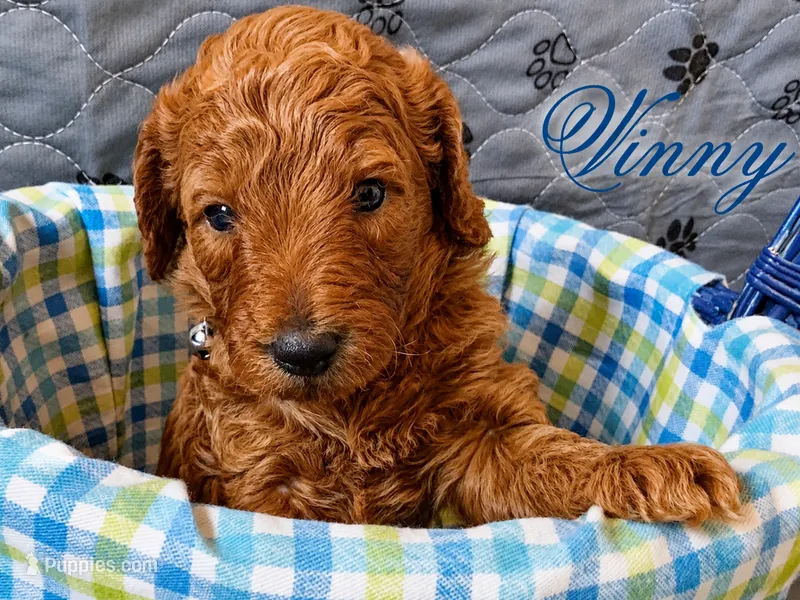 Vinny AKC medium Moyen  – Poodle - Standard  puppy for sale in Central, CA