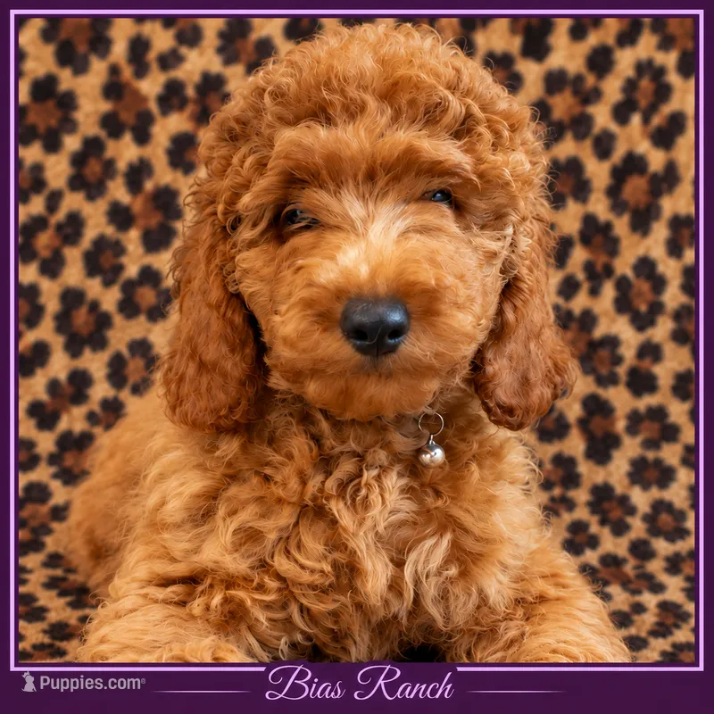 AKC Veronica- Delivery available older puppy - crate trained & READY – Poodle - Miniature  puppy for sale in Terra Bella, CA
